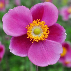 Anemone hupehensis 'Hadspen Abundance' ---